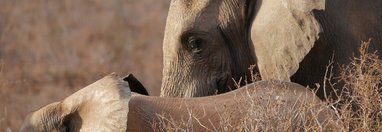 Souvenir du voyage de Julien, Kenya