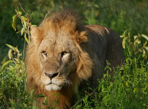 Souvenir du voyage de Julien, Kenya