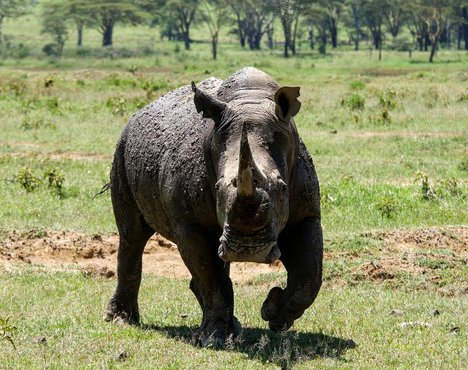 Souvenir du voyage de Julien, Kenya