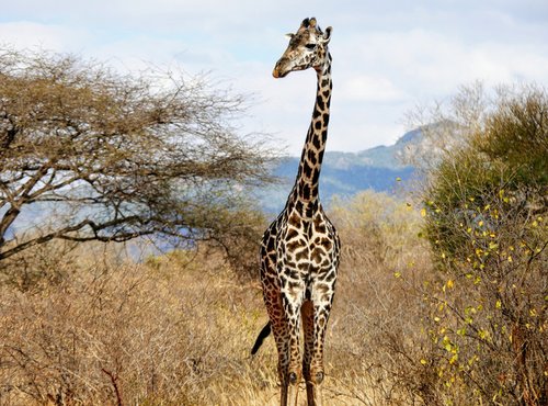 Souvenir du voyage de Julien, Kenya