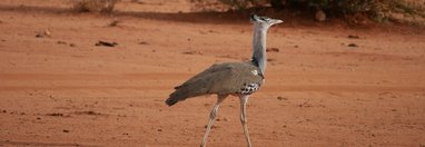 Souvenir du voyage de Julien, Kenya