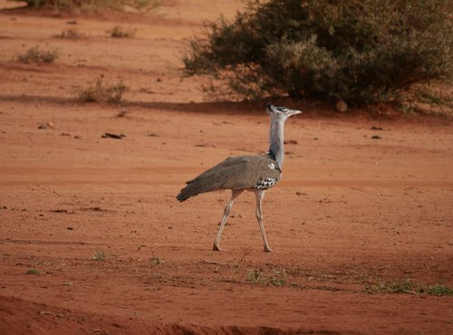 Souvenir du voyage de Julien, Kenya