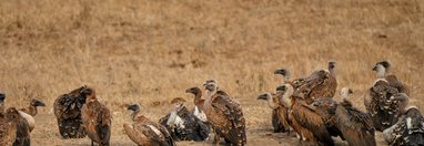 Souvenir du voyage de Julien, Kenya