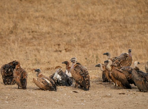 Souvenir du voyage de Julien, Kenya