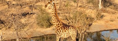 Souvenir du voyage de Cécile, Afrique du Sud