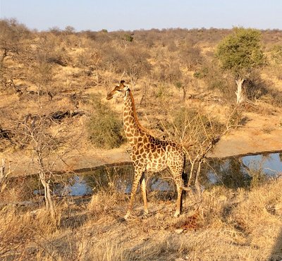 Souvenir du voyage de Cécile, Afrique du Sud