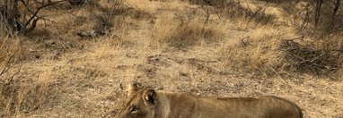 Souvenir du voyage de Cécile, Afrique du Sud