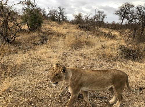 Souvenir du voyage de Cécile, Afrique du Sud