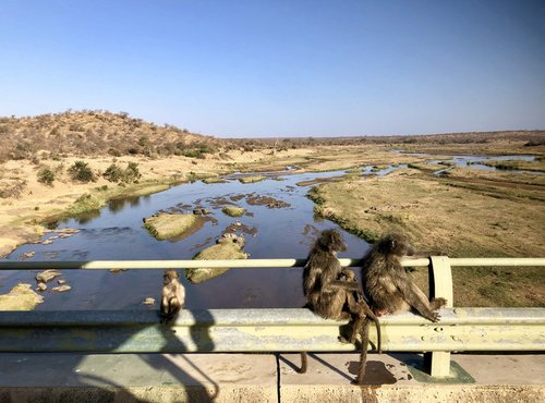 Souvenir du voyage de Cécile, Afrique du Sud