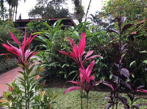 Souvenir du voyage de André, Costa Rica