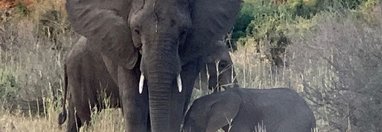 Souvenir du voyage de Patricia, Afrique du Sud