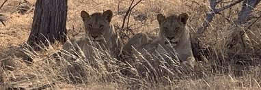 Souvenir du voyage de Patricia, Afrique du Sud