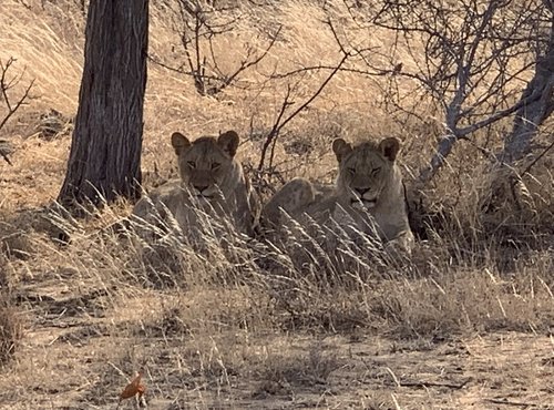 Souvenir du voyage de Patricia, Afrique du Sud