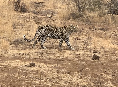 Souvenir du voyage de Patricia, Afrique du Sud