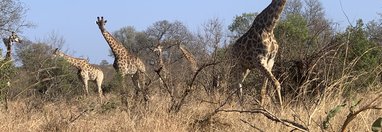 Souvenir du voyage de Patricia, Afrique du Sud