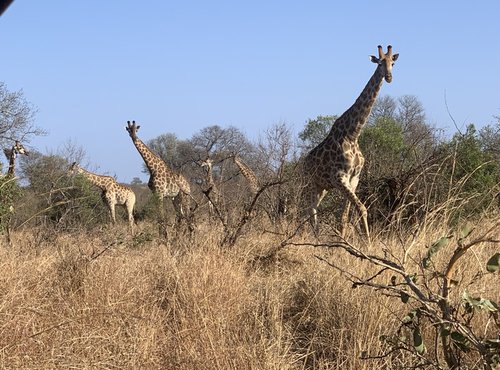 Souvenir du voyage de Patricia, Afrique du Sud