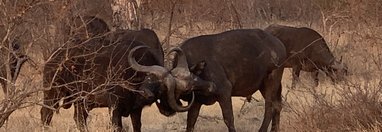 Souvenir du voyage de Patricia, Afrique du Sud