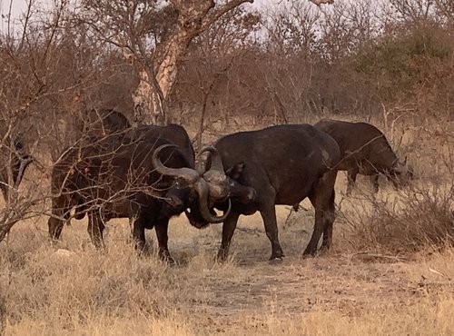 Souvenir du voyage de Patricia, Afrique du Sud