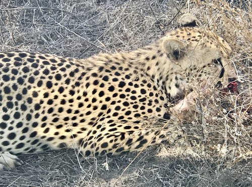 Souvenir du voyage de Françoise, Tanzanie