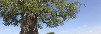 Souvenir du voyage de Françoise, Tanzanie