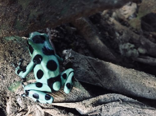 Souvenir du voyage de Aurelien, Costa Rica