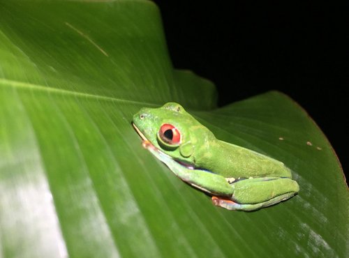 Souvenir du voyage de Aurelien, Costa Rica