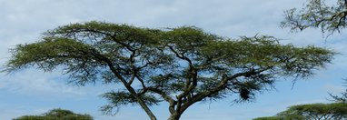 Souvenir du voyage de Jean Pierre, Tanzanie