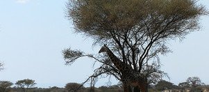 Souvenir du voyage de Thierry, Tanzanie