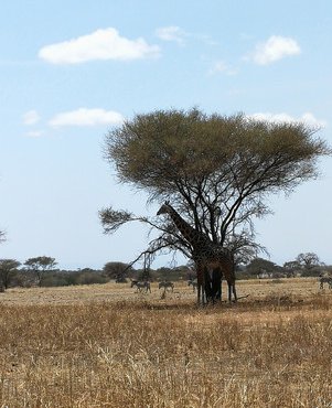 Souvenir du voyage de Thierry, Tanzanie