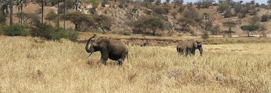 Souvenir du voyage de Thierry, Tanzanie