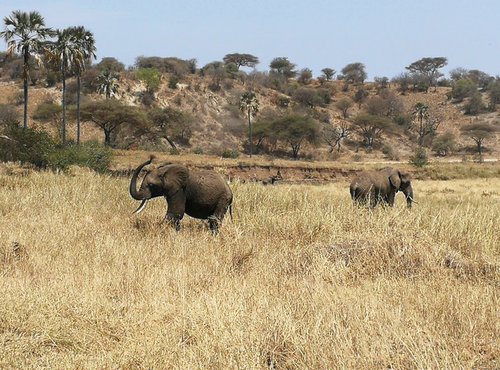 Souvenir du voyage de Thierry, Tanzanie