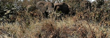 Souvenir du voyage de Thierry, Tanzanie