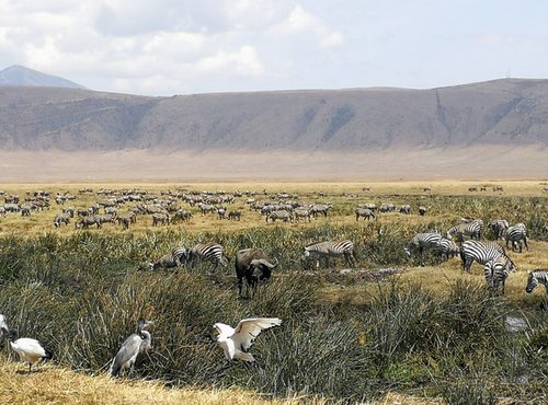 Souvenir du voyage de Thierry, Tanzanie