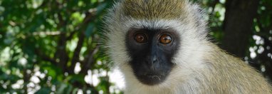 Souvenir du voyage de Baptiste, Tanzanie