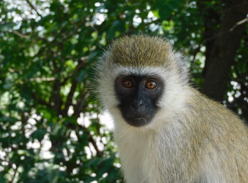 Souvenir du voyage de Baptiste, Tanzanie