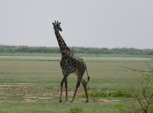 Souvenir du voyage de Baptiste, Tanzanie