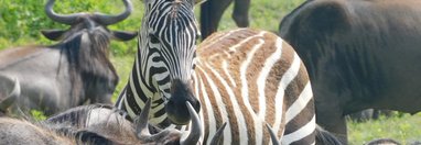 Souvenir du voyage de Baptiste, Tanzanie