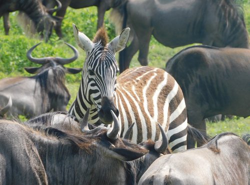 Souvenir du voyage de Baptiste, Tanzanie