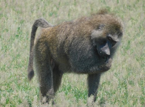 Souvenir du voyage de Baptiste, Tanzanie