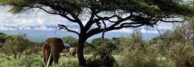 Souvenir du voyage de Paul, Kenya