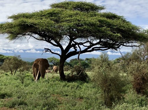 Souvenir du voyage de Paul, Kenya