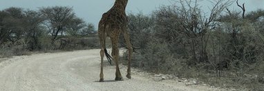 Souvenir du voyage de Joël , Namibie