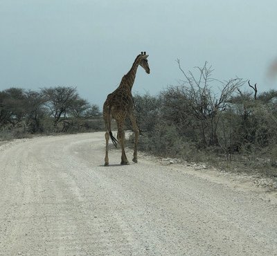Souvenir du voyage de Joël , Namibie