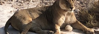 Souvenir du voyage de Joël , Namibie