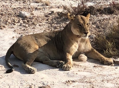 Souvenir du voyage de Joël , Namibie