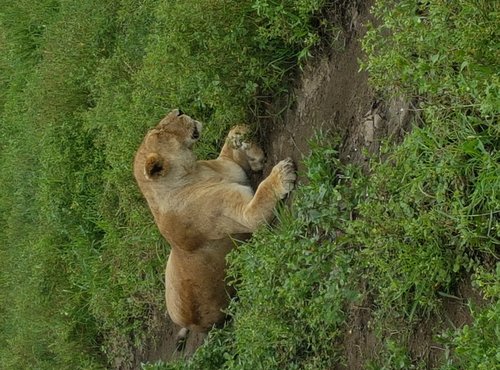 Souvenir du voyage de Paul, Tanzanie