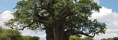 Souvenir du voyage de Bruno, Tanzanie