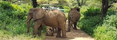 Souvenir du voyage de Bruno, Tanzanie