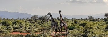 Souvenir du voyage de Sandra, Kenya