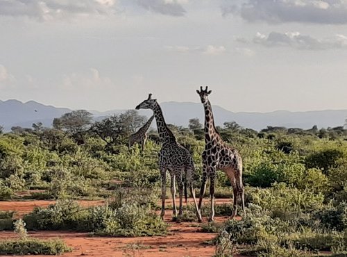 Souvenir du voyage de Sandra, Kenya